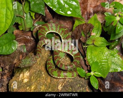Phuket Pit Viper (Trimeresurus phuketensis) male, venomous, curled on rainforest floor at night, Nr Kathu Waterfall, Phuket, Thailand Stock Photo