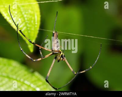 Giant Golden Orb Weaver Spider on web (Mephila lilipes) Nr Kathu Waterfall, Phuket, Thailand Stock Photo