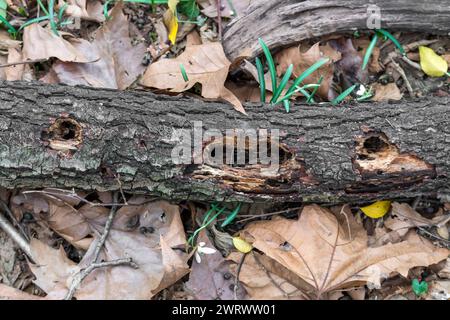 View from above of a trunk fallen from a tree and pierced in various places by the woodpecker. Stock Photo