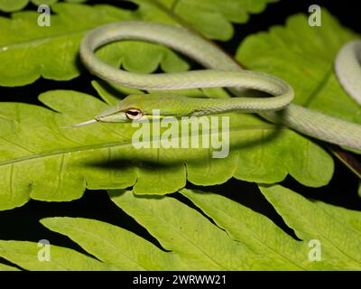Asian Vine Snake (Ahaetulla prasina) curled on leaf, rainforest at night, Nr Kathu Waterfall, Phuket, Thailand Stock Photo