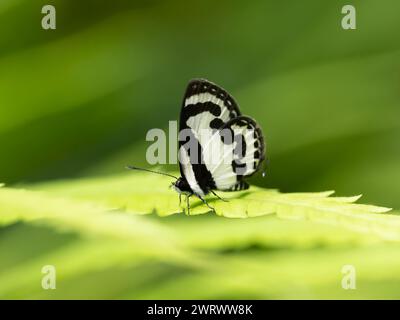 Forest Pierrot Butterfly (Taraka hamada) Near Bang Pae Waterfall, Khao Phra Thaeo National Park, Phuket Thailand Stock Photo