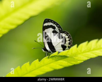 Forest Pierrot Butterfly (Taraka hamada) Near Bang Pae Waterfall, Khao Phra Thaeo National Park, Phuket Thailand Stock Photo