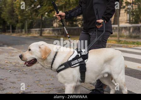 Blind woman and her guide dog walking along a sidewalk and crossing a street on the zebra crossing. Concepts of visual disability and city living. Stock Photo