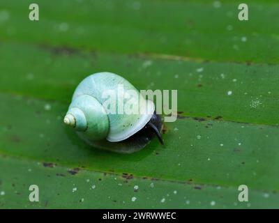 Land Snail (Leptopoma perlucidum) Khao Phra Thaeo National Park, Phuket Thailand Stock Photo