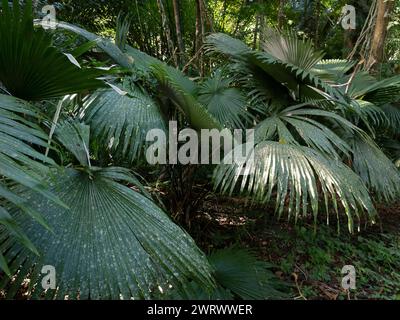 Heritage Palm (Kerriodoxa elegans) Near Ton Sai Waterfall, Khao Phra Thaeo National Park, Phuket Thailand Stock Photo