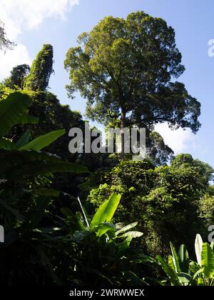 Tualang Tree (Koompassia excelsa) growing above tree canopy, Near Ton Sai Waterfall, Khao Phra Thaeo National Park, Phuket Thailand Stock Photo