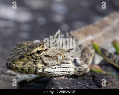 Changeable Crested Lisard or Garden Lizard (Calotes versicolor) Near Ton Sai Waterfall, Khao Phra Thaeo National Park, Phuket Thailand Stock Photo