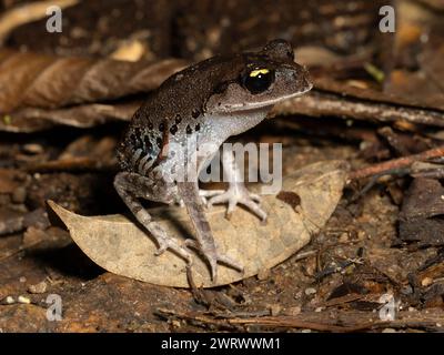 Smith's Litter Frog (Leptobrachium smithi) on leaf on forest floor, rainforest at night, Nr Kathu Waterfall, Phuket, Thailand Stock Photo