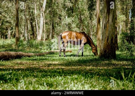 a brown horse grazes in a green forest in a clearing with lush grass among tall trees, San Carlos de Bariloche, South America Stock Photo