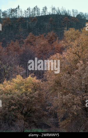 Deciduous tree leaves in autumn. Stock Photo