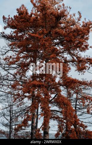Burnt pine trunk with red needle leaves. Stock Photo