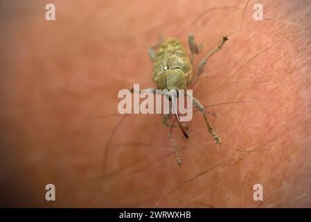 Single Snout Weevil (Curculio glandium) on human skin, insect photography macro, nature, biodiversity Stock Photo