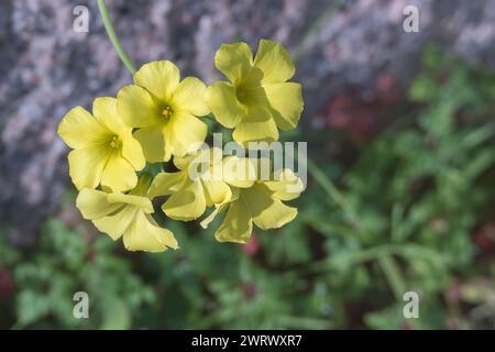 close-up view of vibrant yellow oxalis pes caprae flowers blooming outdoors in sunlight Stock Photo