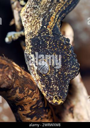 Gargoyle gecko, knob-headed giant gecko, New Caledonia bumpy gecko, Höckerkopfgecko, Rhacodactylus auriculatus, gekkó Stock Photo