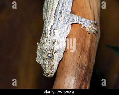 Gargoyle gecko, knob-headed giant gecko, New Caledonia bumpy gecko, Höckerkopfgecko, Rhacodactylus auriculatus, gekkó Stock Photo