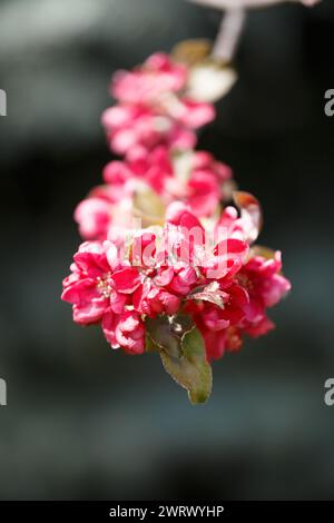 Branch of a blossoming apple tree with large pink flowers in the rays of the sun on a blurred green background. Floral spring background. Stock Photo