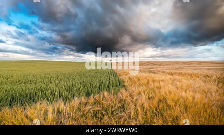 A lone tree in a field of wheat and barley Stock Photo