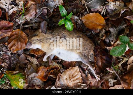 Dead Wood Mouse, Apodemus sylvaticus, Laying On The Ground Amongst Leaves, New Forest UK Stock Photo