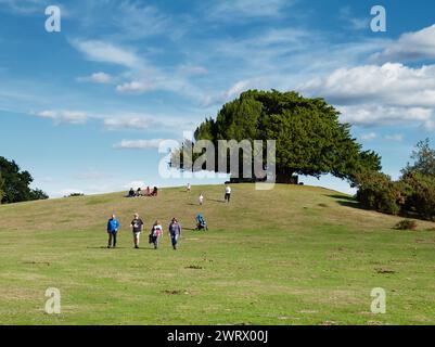 People Sitting And Walking On The Small Hill With A Yew Tree Above Boltons Bench, Lyndhurst UK Stock Photo