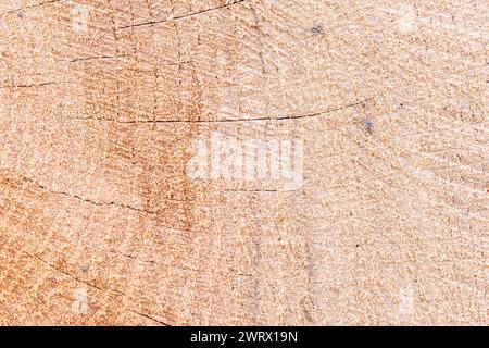 Close-up of tree bark displaying growth rings on trunk Stock Photo