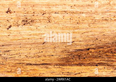 Close-up of bark on a massive tree stump, revealing intricate wood growth patterns Stock Photo