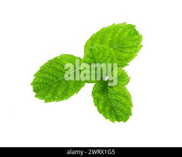 Mint leaf.. Fresh raw mint leaves isolated on white background Stock Photo