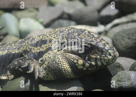 Head of Biawak Tegu (Tupinambis teguixin) reptile predator eating other animals. Its habitat is spread in South America. Stock Photo