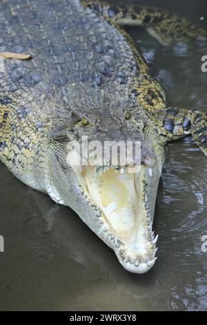 The estuarine crocodile or Crocodylus porosus which aggressively hunts when day or night is opening its mouth wide. Stock Photo