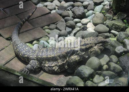 Gold Tegu, (Tupinambis teguixin) reptile predator eating other animals. Its habitat is spread in South America Stock Photo