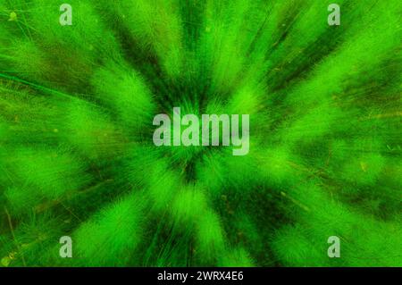 A detailed close-up view of a vibrant abstract green plants, showcasing its intricate leaves and texture. Stock Photo