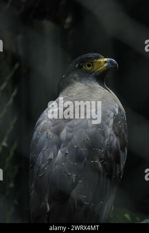 Indian Black Eagle or Black Eagle (Ictinaetus malaiensis) is one of the raptor which is found in tropical forests of Asia. Stock Photo