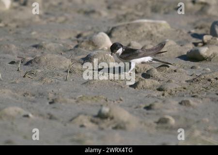 Northern house martin (Delichon urbicum) collecting mud for the nest . Stock Photo