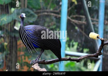 Vulturine Guinea Fowl or Acryllium Vulturinum, an ornamental fowl from Africa which is much hunted by exotic animal hobbyists because of its beautiful Stock Photo