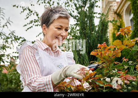 mature joyous beautiful woman with short hair using gardening tools to take care of lively rosehip Stock Photo