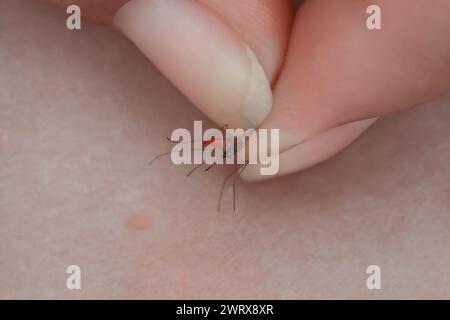 A man holds a mosquito female in his hand close up. The insect made a bite on the skin. Stock Photo
