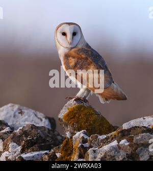 A Barn Owl (Tyto alba) perched on a typical Cotswold Stone Wall in Gloucestershire UK Stock Photo