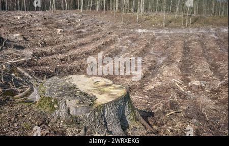 Photo of a tree stump against the background of a cut down forest, selective focus. Stock Photo