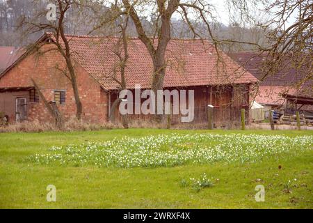 a large group of spring snowflakes in the meadow of an old farmhouse Stock Photo