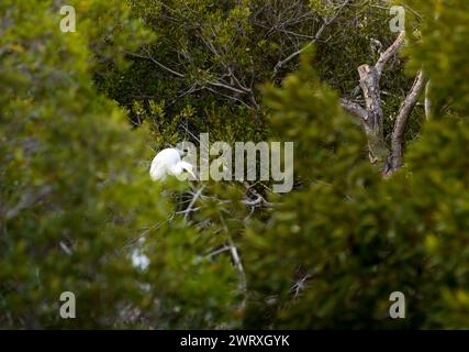 A Great Egret (Ardea alba) foraging in salt marsh wetlands at Assateague Island National Seashore, Maryland Stock Photo