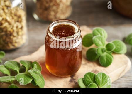 A jar of homemade Plectranthus amboinicus syrup for common cold, with fresh leaves Stock Photo