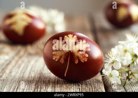 Brown Easter egg dyed with onion skins with white cherry blossoms on a table Stock Photo