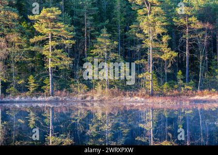 Trees reflecting in water lake surface in the morning sun Stock Photo