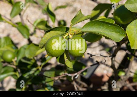 Green not ripe lemons on tree growing and cultivating in sunlight Stock Photo