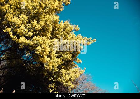 Mimosa flowers on blue sky background. Stock Photo