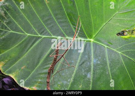 Walking stick bug in the gardens Stock Photo