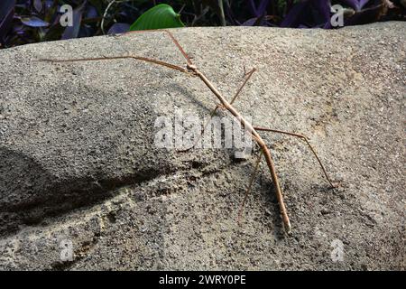 Walking stick bug in the gardens Stock Photo - Alamy