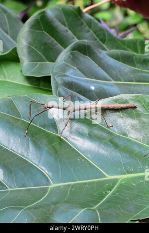 Walking stick bug in the gardens Stock Photo