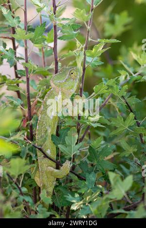 Chameleon on the branch of a bush. Chamaeleo chamaeleon. Stock Photo