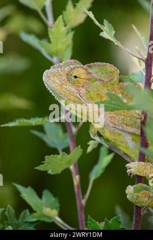 Chameleon on the branch of a bush. Chamaeleo chamaeleon. Stock Photo