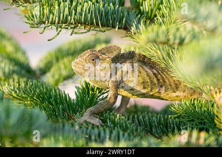 Chameleon on the branch of a bush. Close-up Chamaeleo chamaeleon. Stock Photo